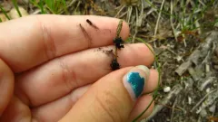 Anthracoidea caricis thumbnail 1