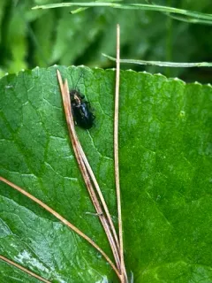 Schaeffer's reed beetle thumbnail 4