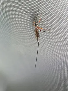 Sabre Wasp thumbnail 4