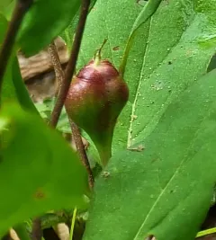 Dogwood Clubgall Midge thumbnail 2