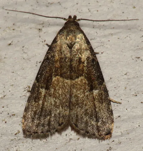 Franclemont's Hypenodes Moth