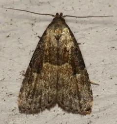 Franclemont's Hypenodes Moth thumbnail 1