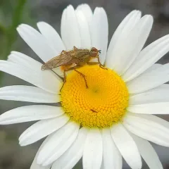 Golden Dung Fly thumbnail 4