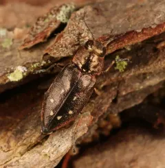 Hemlock Borer thumbnail 4