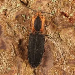 Disk-shaped Click Beetle thumbnail 4