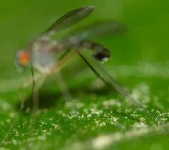 Sciapus platypterus thumbnail 3