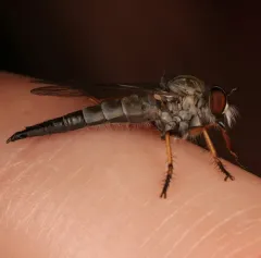 Yellow-thighed Bentbristle thumbnail 3