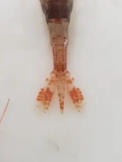 Sevenline Shrimp thumbnail 2