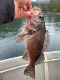Dark Dusky Rockfish thumbnail 3