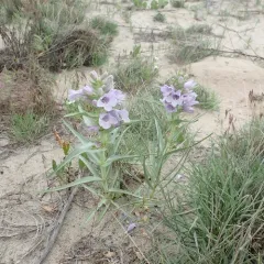 Blowout beardtongue thumbnail 4