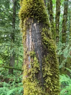sooty bark disease thumbnail 2