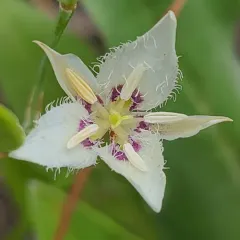Lyall's Mariposa Lily thumbnail 3
