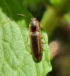 Black-banded Click Beetle thumbnail 4