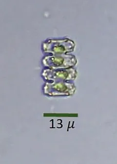 Teilingia granulata thumbnail 3