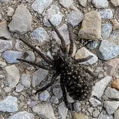 Tigrosa grandis thumbnail 3