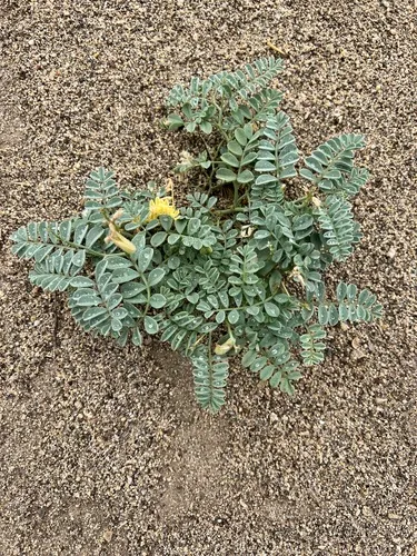 Bruneau Milkvetch