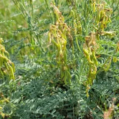Drummond's Milkvetch thumbnail 4
