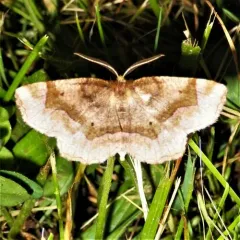 Refracted Metarranthis Moth thumbnail 2
