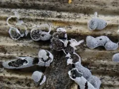 Badhamia foliicola thumbnail 2