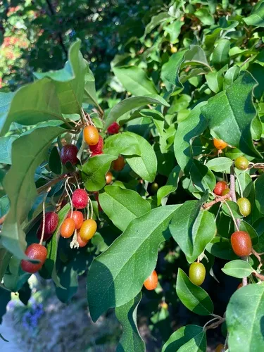 Cherry Oleaster