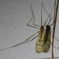 Metalimnobia triocellata thumbnail 2
