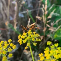 California Tipula thumbnail 2