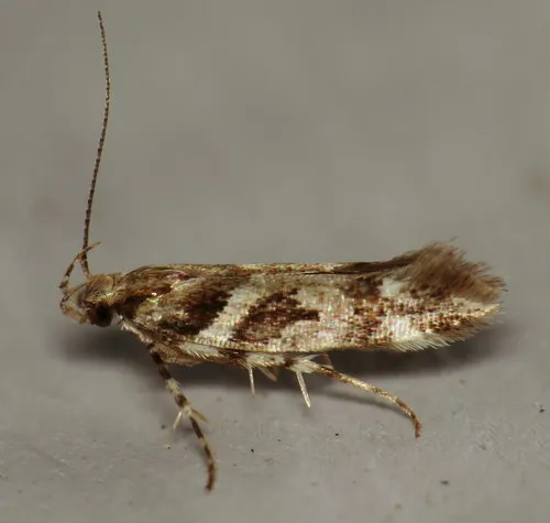 Pink-washed Aristotelia Moth