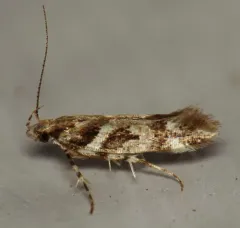 Pink-washed Aristotelia Moth thumbnail 1