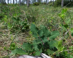 Pygmy Oregon Grape thumbnail 1