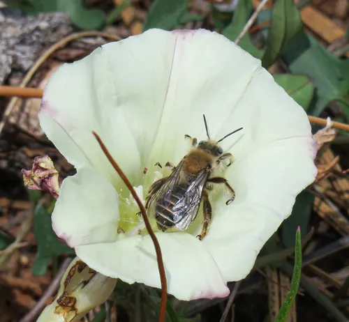 Bindweed Turret Bee