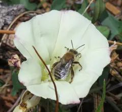 Bindweed Turret Bee thumbnail 1