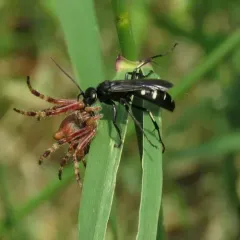 Five-spotted Spider Wasp thumbnail 4