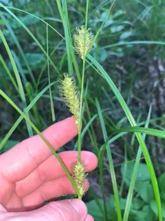 Smooth-cone Sedge thumbnail 2