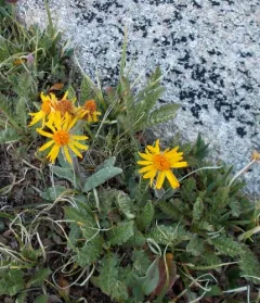 Twice-hairy Groundsel thumbnail 3