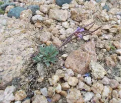 Lemmon's rockcress thumbnail 2