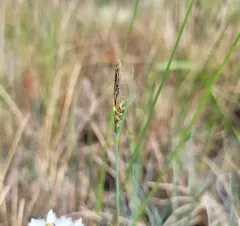livid sedge thumbnail 3