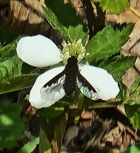 Hemipenthes webberi