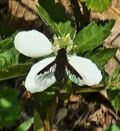 Hemipenthes webberi thumbnail 1