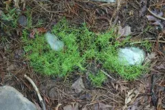 Japanese Pearlwort thumbnail 2