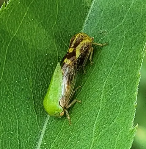 Ophiderma evelyna