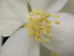 Hoary Mock Orange thumbnail 3