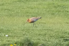 Black-tailed Godwit thumbnail 3