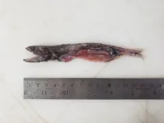 Chiasmodon harteli thumbnail 2