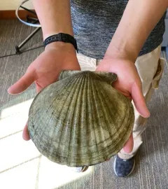weathervane scallop thumbnail 4