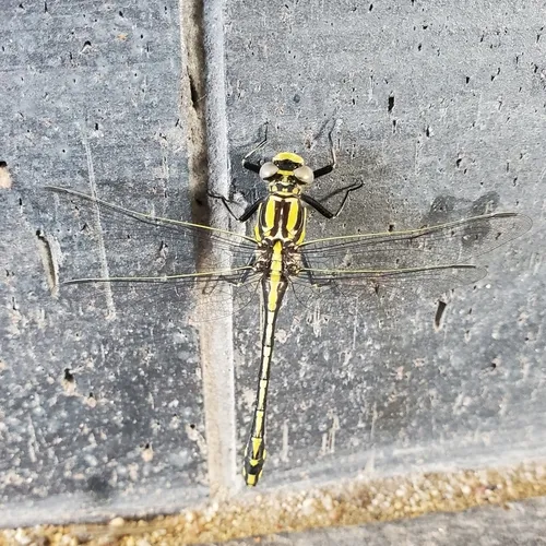 Plains Clubtail