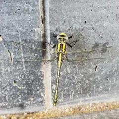 Plains Clubtail thumbnail 1