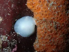 King's Aldisa thumbnail 4
