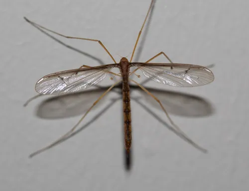 Tricyphona inconstans