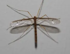 Tricyphona inconstans thumbnail 1