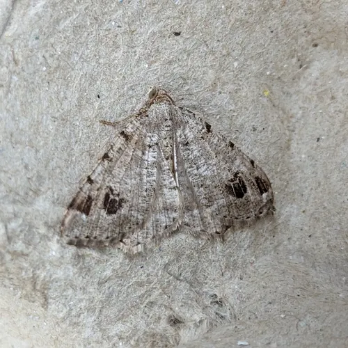 Pale-marked Angle